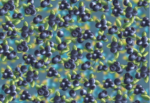 Somente um “verdadeiro gênio” pode resolver isso: Procure a formiga!