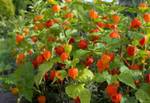 Physalis não é enfeite: a fruta é rica em vitaminas e aliada de quem quer emagrecer