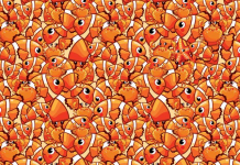 Existe uma estrela do mar entre peixes e caranguejos: Encontre a “ilustre estrela do mar”!