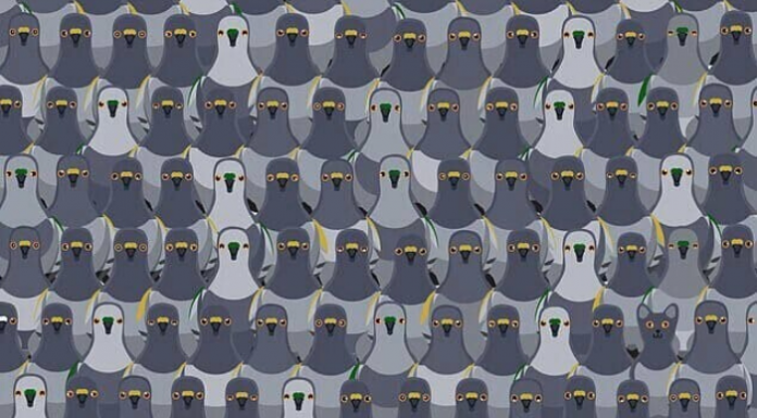 Você pode ver o gato em menos de 18s ? Então você é bom! Tem mais 2 testes! Resolva!