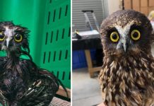 “É por isso que as corujas não voam quando chove”: as fotos engraçadas de uma coruja após tomar banho