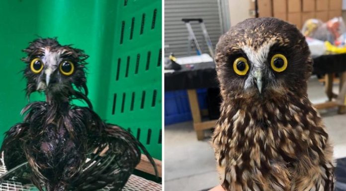“É por isso que as corujas não voam quando chove”: as fotos engraçadas de uma coruja após tomar banho