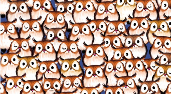 Desafio visual: Entre estas fofas corujinhas há um fofo intruso. Encontre-o!