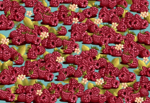 Encontre o morango na primeira imagem! Quão rápido você pode detectar objetos escondidos nas 9 imagens?