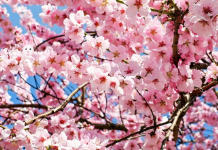 Encontre o coelho oculto e teste seus poderes de observação. Confira mais 6 imagens.