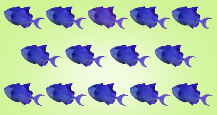 Teste: Você consegue identificar os peixes de outra cor? Pois então, são 8 imagens!