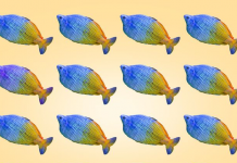 Teste: Você consegue identificar os peixes de outra cor? São 8 testes!