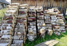 Teste de atenção plena: encontre um esquilo em 30 segundos.