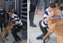 Cachorro roubado finalmente encontra em Montpellier seu dono domiciliado a 500 km.