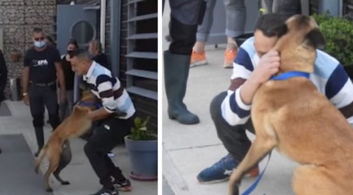 Cachorro roubado finalmente encontra em Montpellier seu dono domiciliado a 500 km.