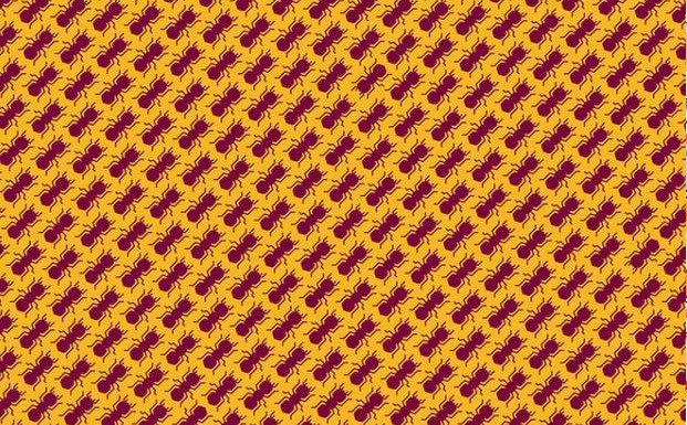 Desafio visual: encontre as 3 formigas que andam na direção oposta o mais rápido possível.