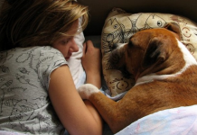 6 boas razões para deixar seu cachorro dormir na cama.