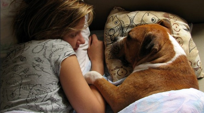 6 boas razões para deixar seu cachorro dormir na cama.