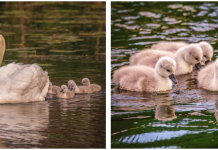Este pai cisne conduz sozinho seus sete filhotes após a morte de sua mãe