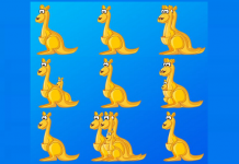 Teste a sua visão e diga-nos quantos animais tem em cada imagem (ideal para brincar com as crianças da casa)