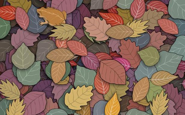 Faça em 10 segundos: encontre o sapo entre as folhas de outono no menor tempo possível .