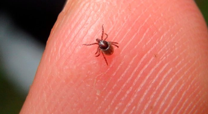 Aqui estão 3 dicas que todos devem saber para evitar picadas de carrapatos.