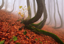 Estudo revela que as árvores têm sentimentos.