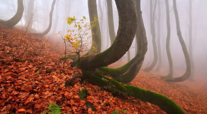 Estudo revela que as árvores têm sentimentos.