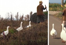 Mulher adotou quatro gansos que a seguiram e protegeram todos os dias durante anos.