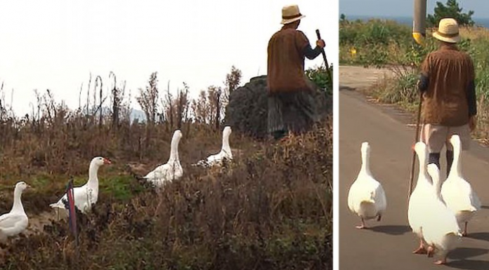 Mulher adotou quatro gansos que a seguiram e protegeram todos os dias durante anos.