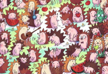 Desafio viral: Localize o cacto entre os porcos-espinhos em 10 segundos.