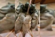 Você pode ver quantos gatos estão nesta foto? O desafio viral que desafia seus sentidos.