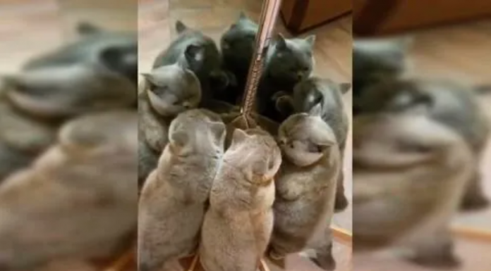 Você pode ver quantos gatos estão nesta foto? O desafio viral que desafia seus sentidos.