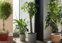10 belas árvores que você pode cultivar dentro de casa.