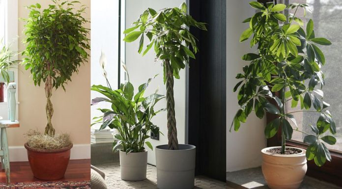 10 belas árvores que você pode cultivar dentro de casa.