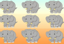 Teste: flexibilize suas habilidades de observação contando o número de animais. São treze ilustrações!