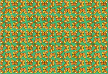 O teste visual das borboletas: encontre as únicas duas diferentes de todas as outras.