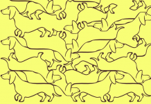 Desafio: Teste sua habilidade visual encontrando os animais que estão completos nas 10 imagens.