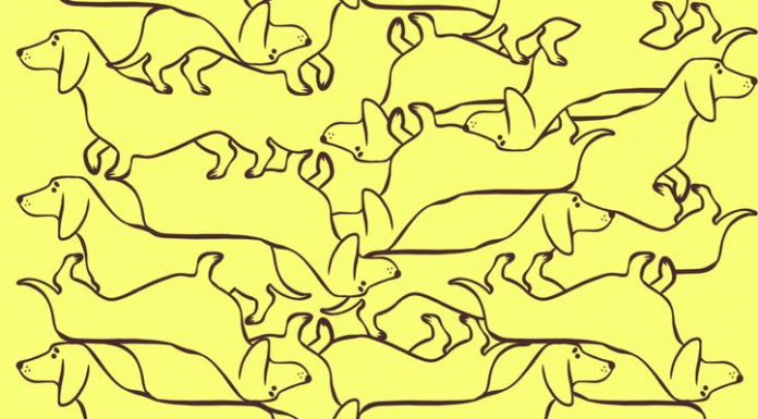 Desafio: Teste sua habilidade visual encontrando os animais que estão completos nas 10 imagens.