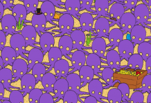 Desafio visual: encontre o peixe escondido entre os polvos