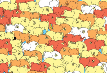 Desafio visual: encontre um coraçãozinho escondido entre esses elefantes.