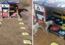 Homem constrói restaurante 24 horas para cachorros abandonados.