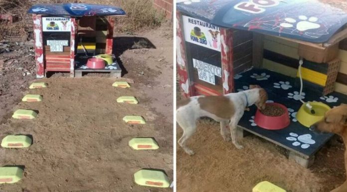 Homem constrói restaurante 24 horas para cachorros abandonados.