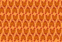 Teste visual: quantas galinhas estão escondidas entre os galos?