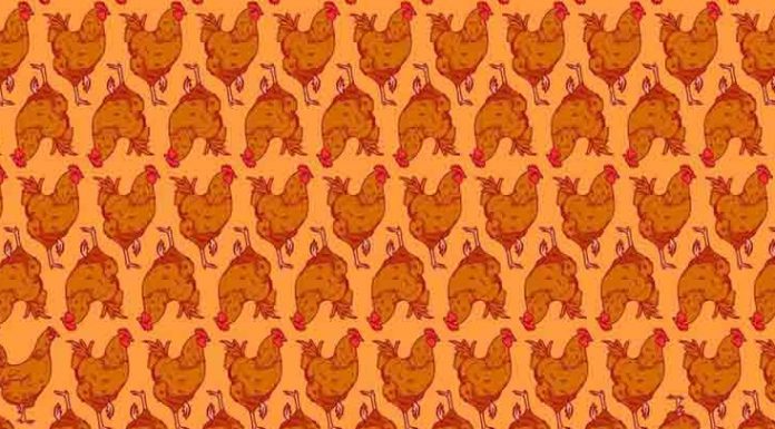 Teste visual: quantas galinhas estão escondidas entre os galos?