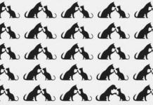 Tente! Encontre o diferente par de gatos nesta imagem