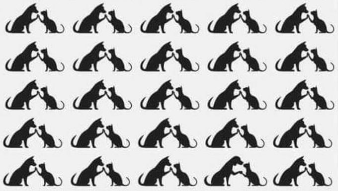 Tente! Encontre o diferente par de gatos nesta imagem