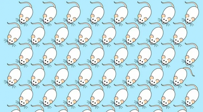 Um rato não é como os outros, você consegue descobrir qual? Consegue em 10 segundos?