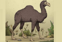 Teste: você pode ver o cavaleiro de camelo? apenas 1 em cada 4 vê.