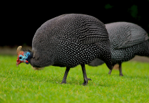 Novo método sustentável: Um pequeno grupo de galinhas-da-índia come milhares de carrapatos por dia.