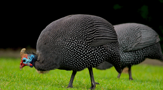 Novo método sustentável: Um pequeno grupo de galinhas-da-índia come milhares de carrapatos por dia.