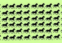 Enigma viral: você pode encontrar os seis cavalos diferentes?