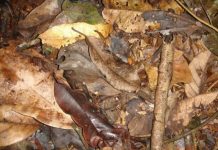 Teste de atenção plena: Encontre o sapo entre as folhas caídas das árvores.