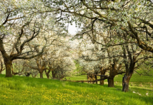 Teste de atenção plena: Você precisa encontrar uma garota em um jardim florido!