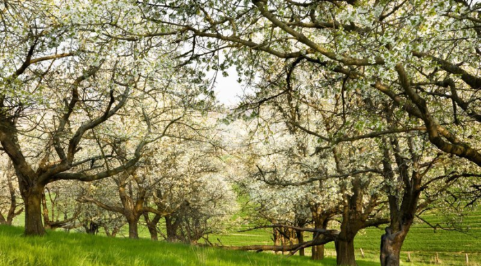 Teste de atenção plena: Você precisa encontrar uma garota em um jardim florido!